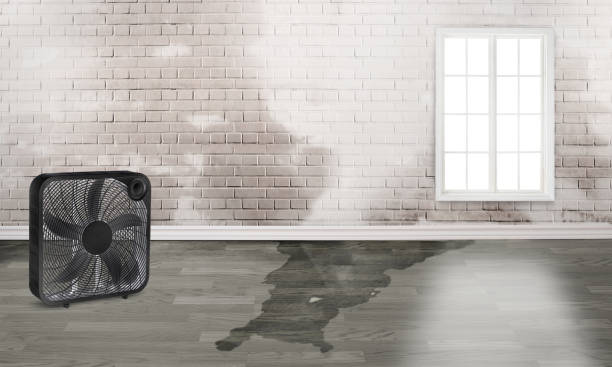 Best Flood damage cleanup  in Collegeville, PA